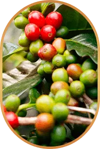 LivPure natural supplement ingredients