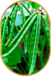 LivPure natural supplement ingredients