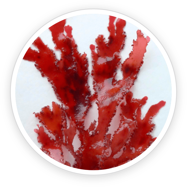 aquapeace ingredients