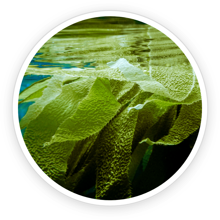 aquapeace ingredients