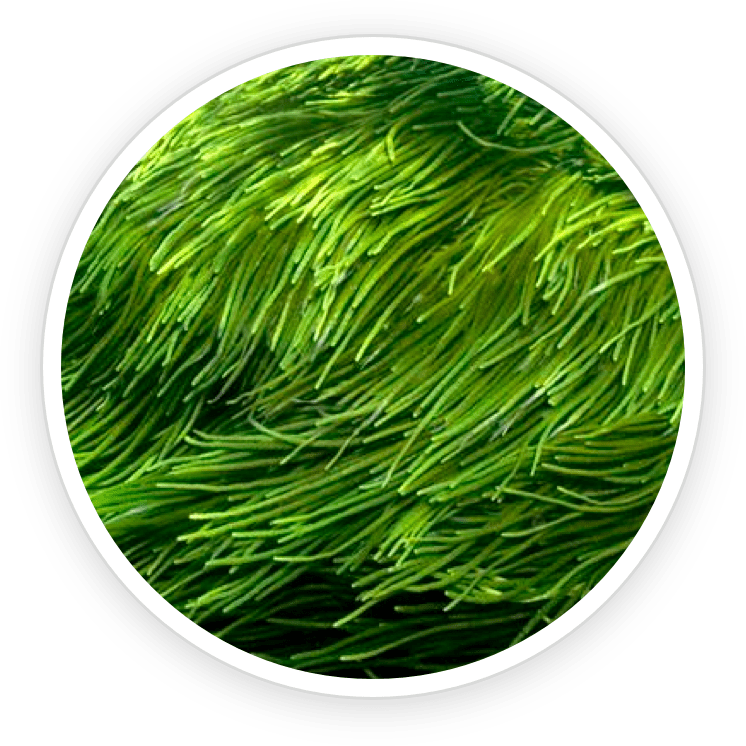 aquapeace ingredients