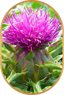 LivPure natural supplement ingredients