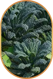 LivPure natural supplement ingredients