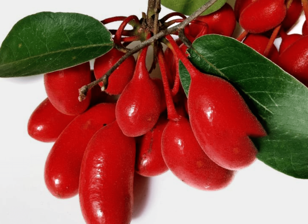 prostalite ingredients