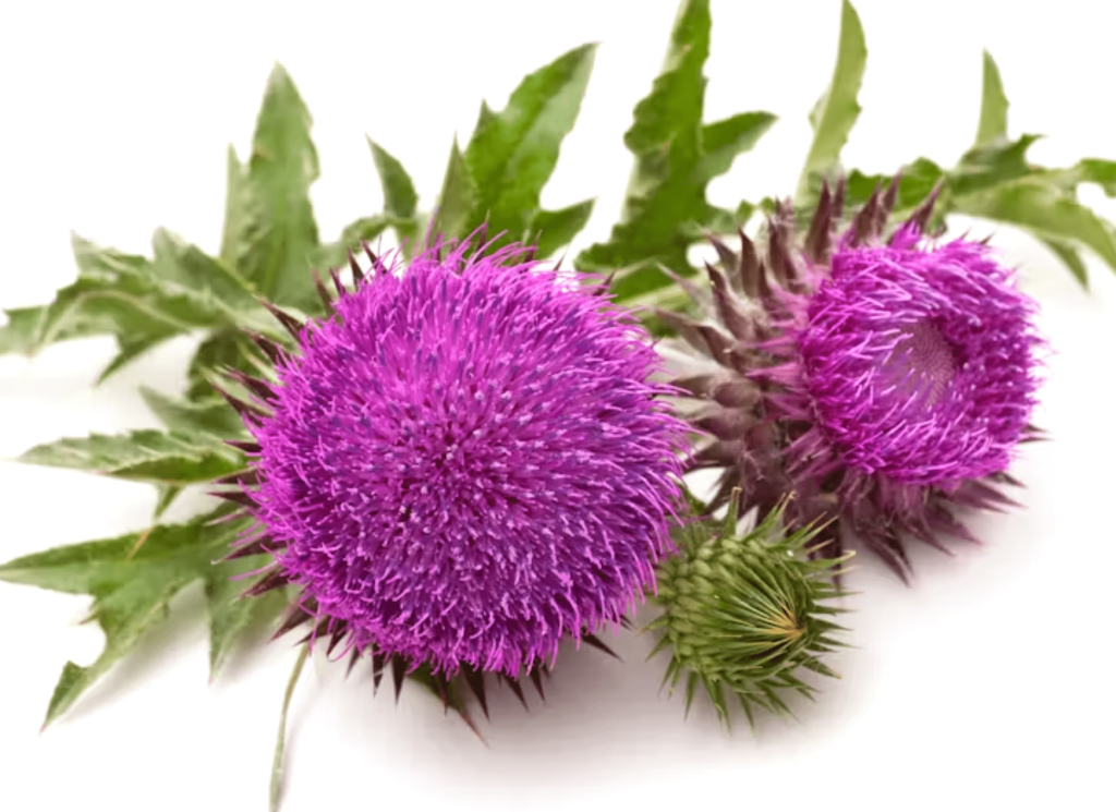 prostalite ingredients