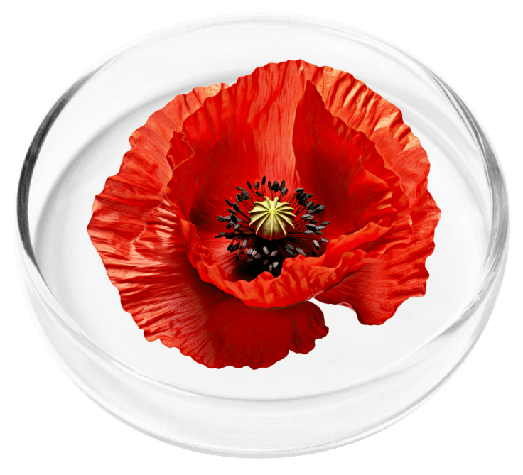 nervovive natural ingredients