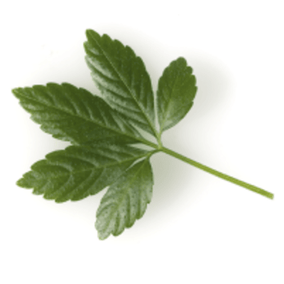 DentaSmile Pro ingredients