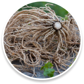 Sumatra Tonic Slim Belly ingredients