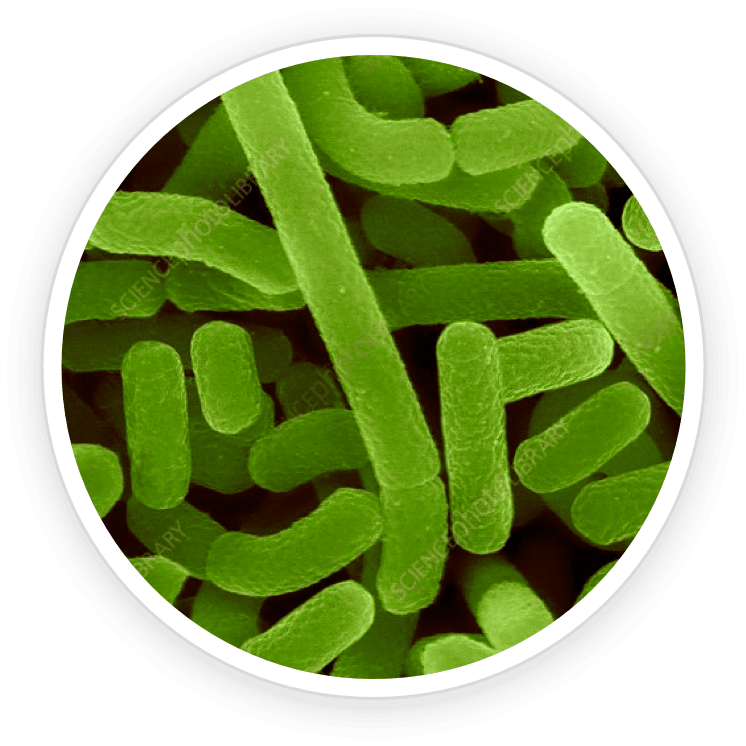 GutOptim natural ingredients