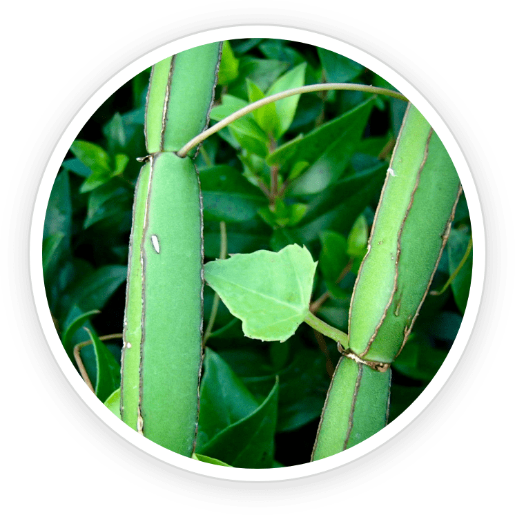 LipoSlend ingredients