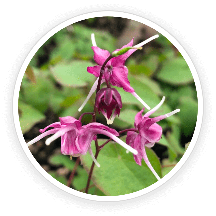 Quietum Plus ingredients