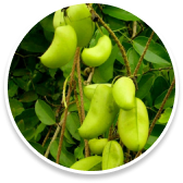 Sumatra Tonic Slim Belly ingredients