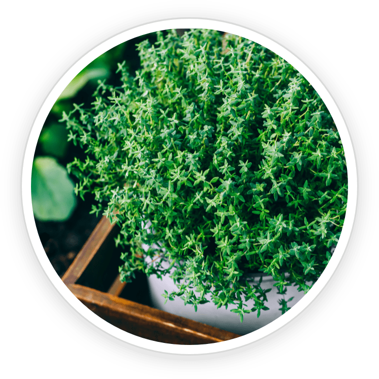 terracalm ingredients