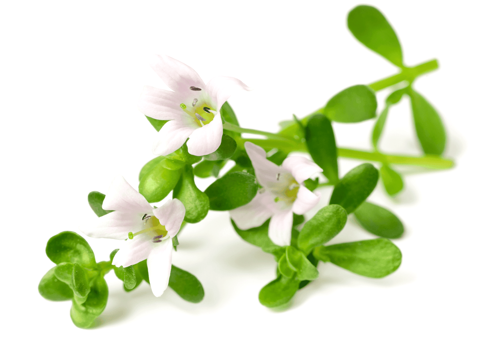 tribalforce x ingredients