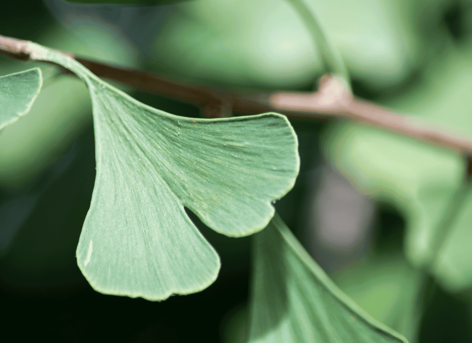 tribalforce x ingredients