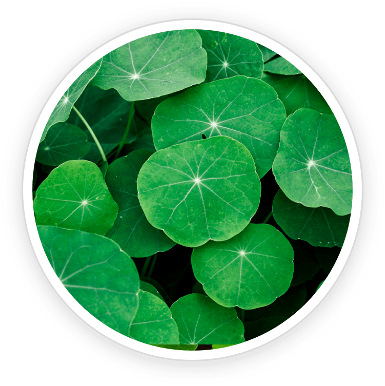 Illuderma ingredients