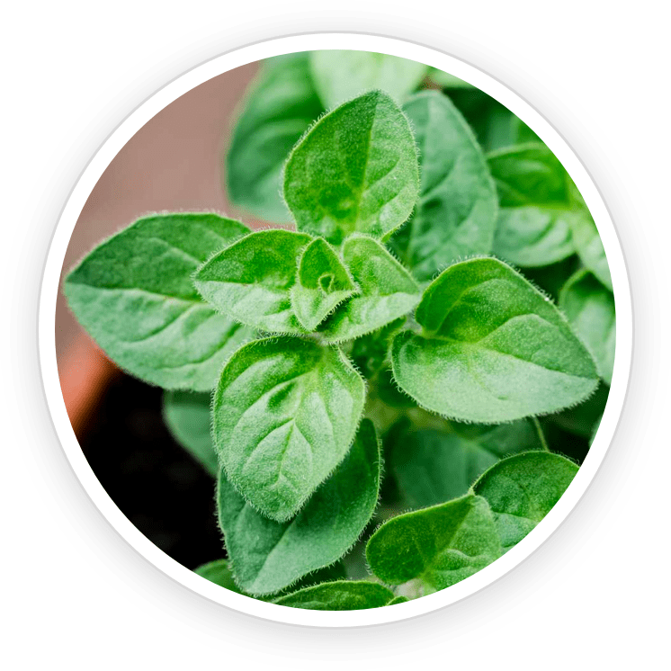 terracalm ingredients