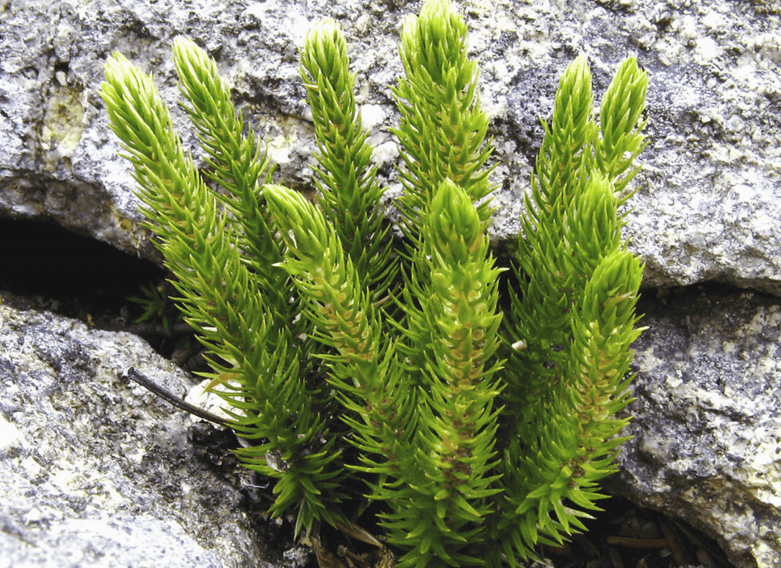 tribalforce x ingredients