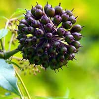 cellucare ingredients