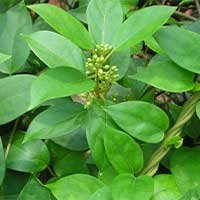 cellucare ingredients