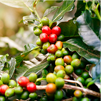 Java Burn natural supplement ingredients